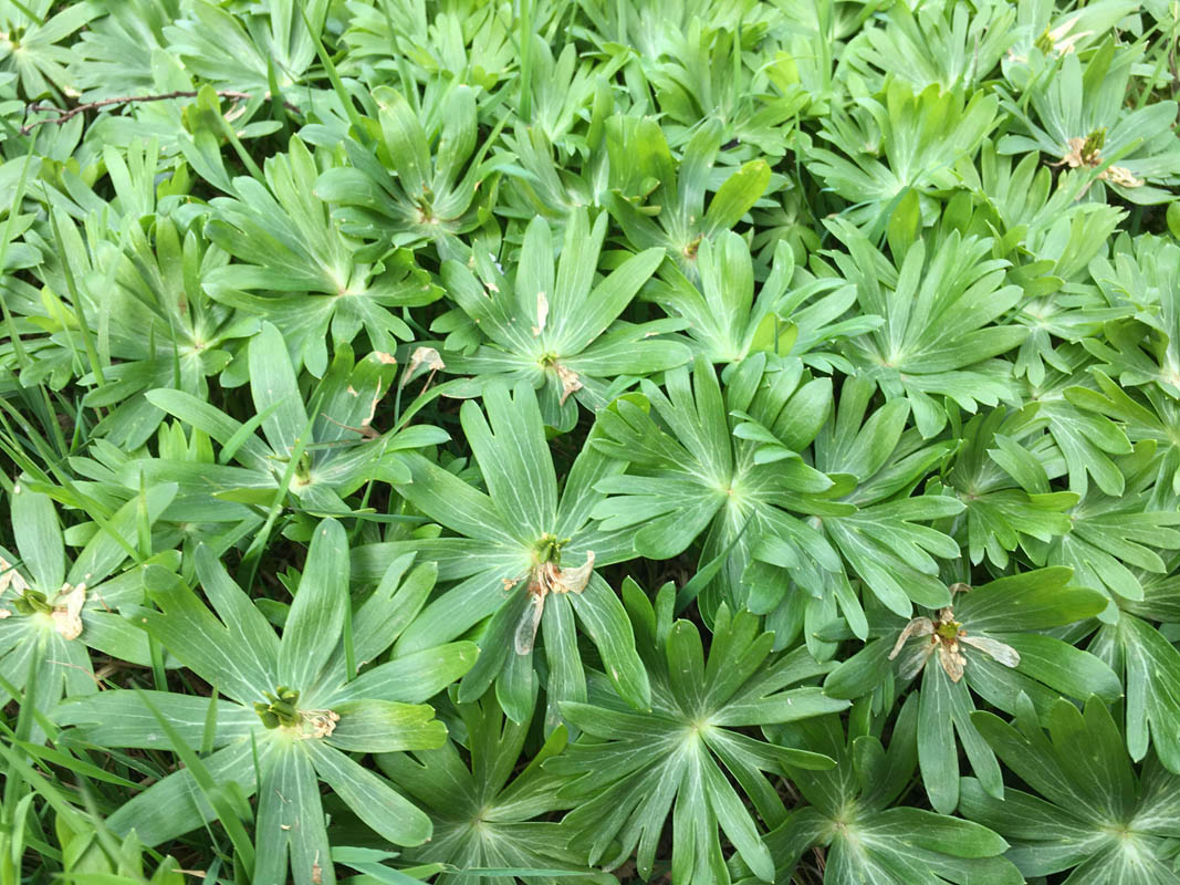 Eranthis hyemalis